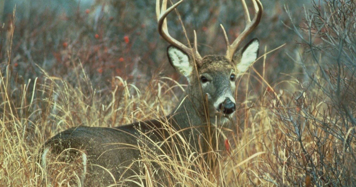 White-tailed buck bedded in tall grass and brush, looking toward the camera