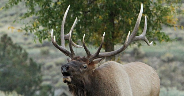 Bull elk with large antlers bugling in autumn