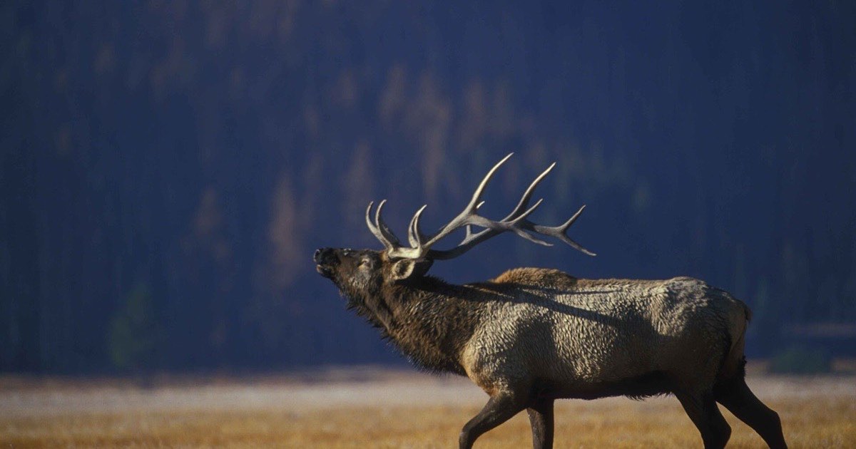 Bull elk bugling as it walks across an open grassy meadow