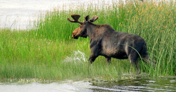 A bull moose with velvet antlers wading through tall green grass at the edge of a wetland