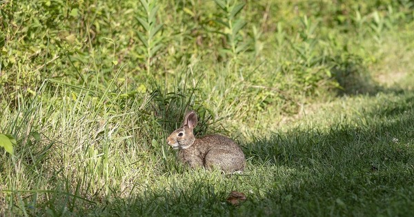 An eastern cottontail rabbit feeding in grass at the edge of a wood