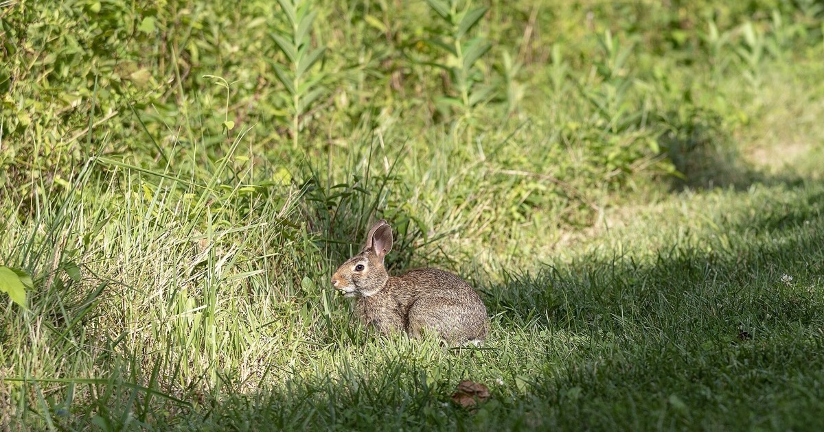 An eastern cottontail rabbit feeding in grass at the edge of a wood