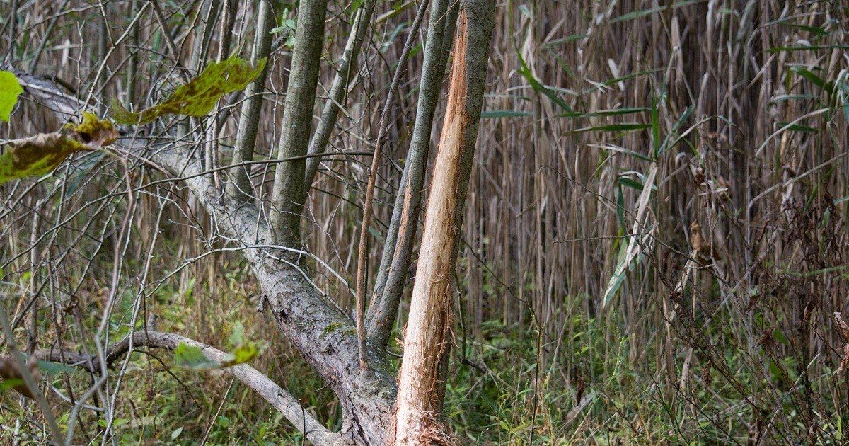 A sapling with bark stripped away by a deer rubbing its antlers, in dense cover