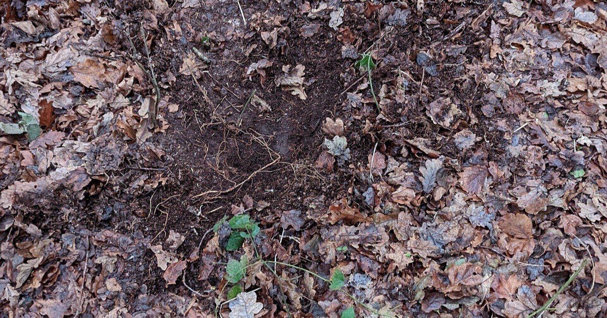 A deer scrape: a patch of pawed-up ground in the leaf litter of a woodland floor