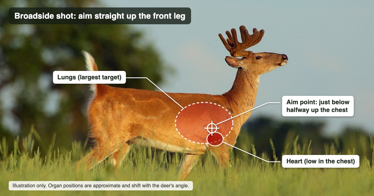 Diagram on a broadside white-tailed buck showing the lungs, the heart low in the chest and the aim point straight up the front leg