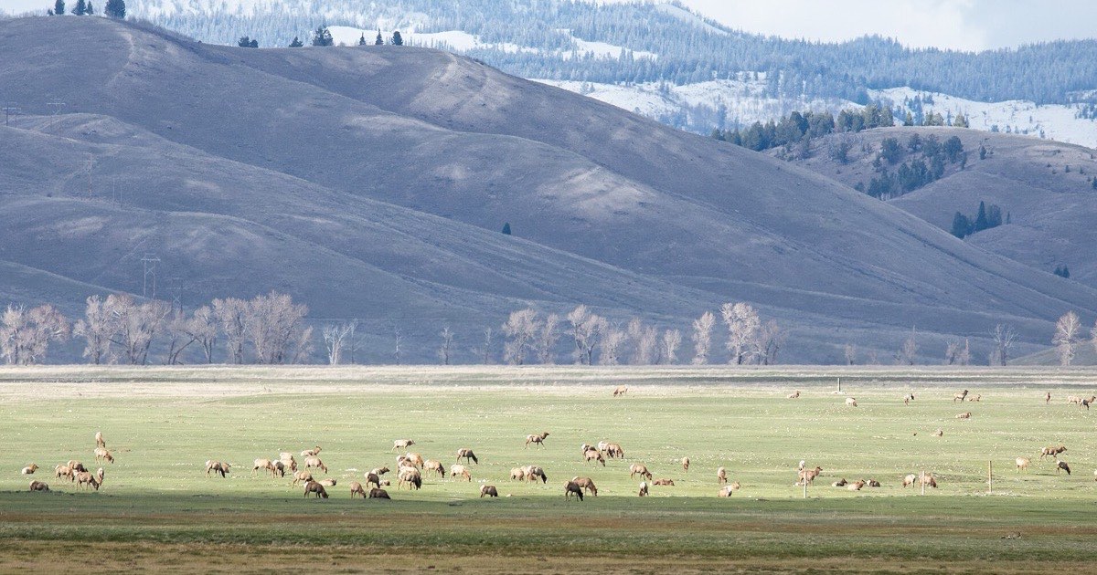 Large herd of elk grazing on open grassland below snow-dusted hills