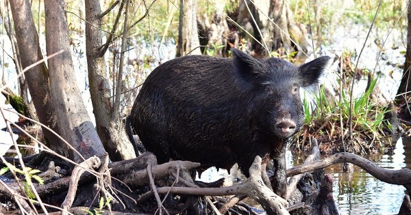 Black feral hog standing on tangled roots at the edge of a swamp