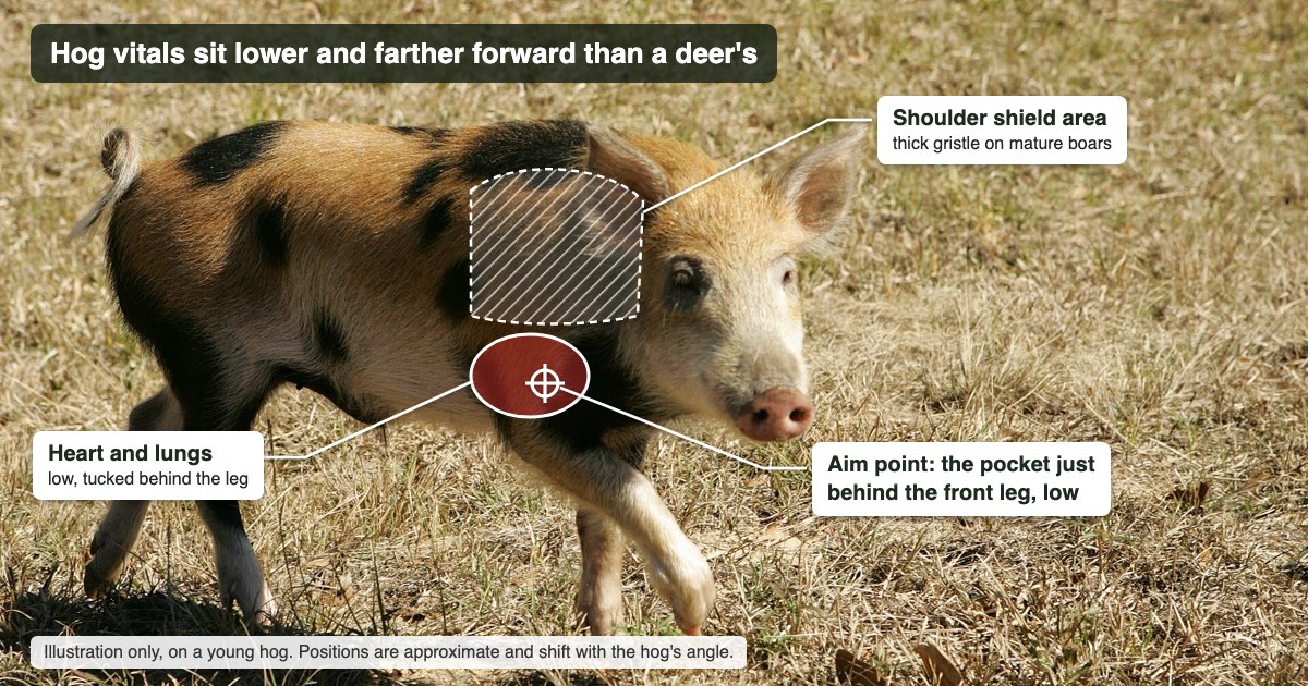Diagram on a young feral hog showing the heart and lungs low and forward behind the front leg, the shoulder shield area above, and the aim point