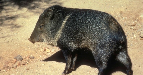 A collared peccary, or javelina, standing side-on on sandy ground in Saguaro National Park, Arizona