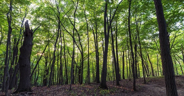 Tall hardwood forest on the bluffs at Great River Bluffs State Park in southeast Minnesota
