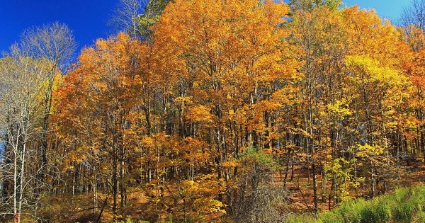 Northern hardwood forest at peak autumn colour on State Game Land 168 in Monroe County, Pennsylvania