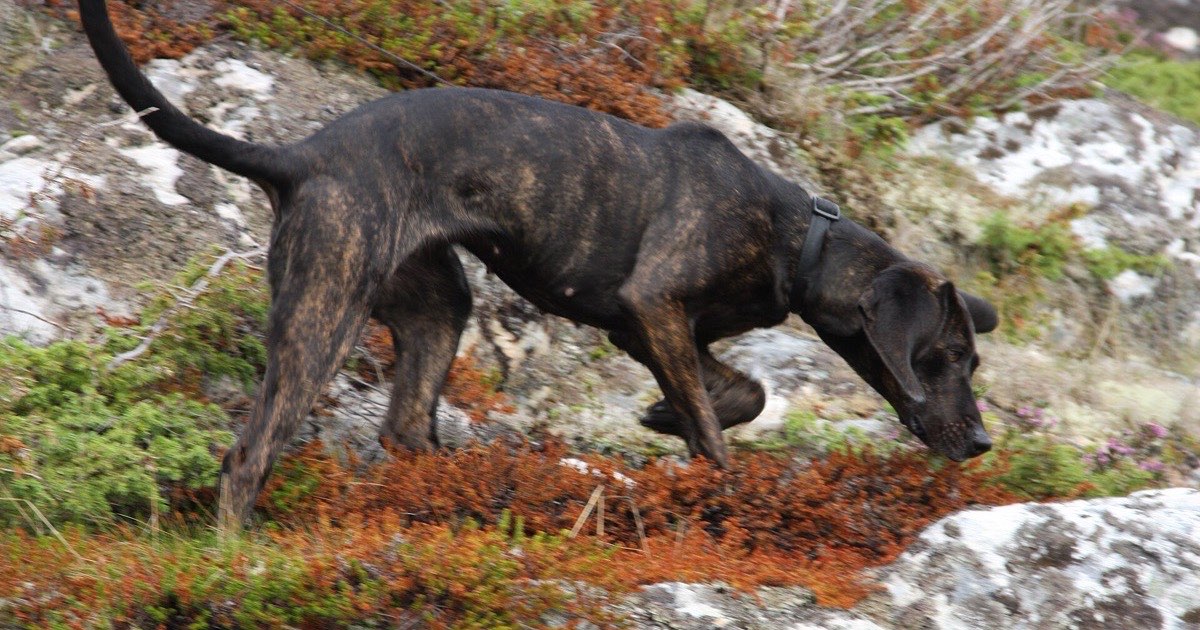 Plott hound with its nose to the ground, following a scent across rocks and moss