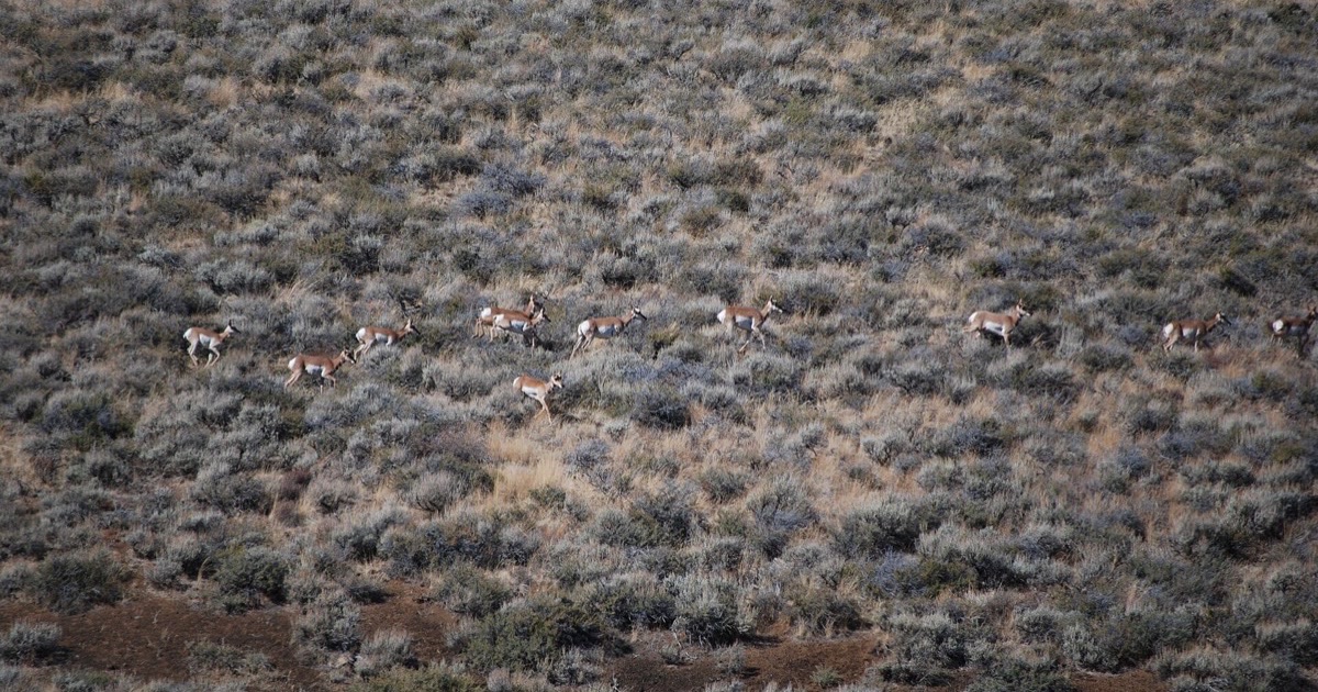 A herd of pronghorn moving in single file across sagebrush country at Craters of the Moon, Idaho