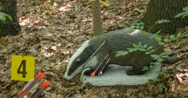 Foam 3D badger target with arrows in it on a woodland field archery course