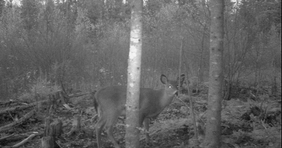 Black-and-white trail camera image of a deer among trees at dusk