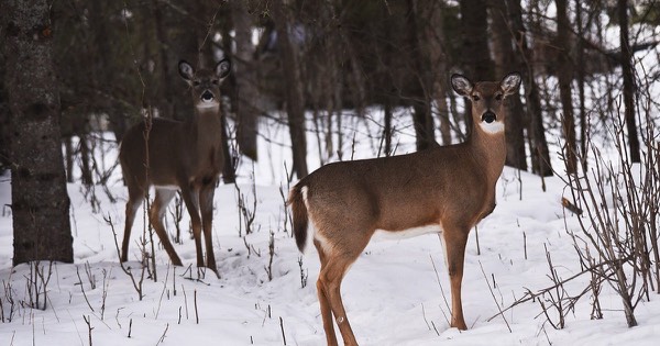 Two white-tailed does standing in snow among conifers and bare saplings in winter