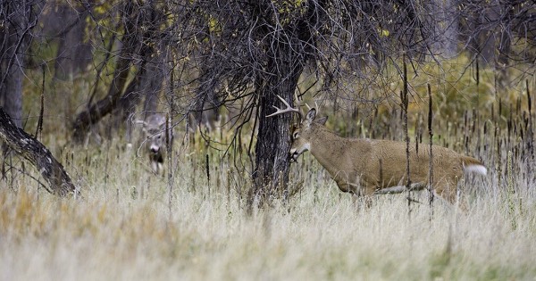 Two white-tailed bucks in autumn grass, one rubbing its antlers on a tree