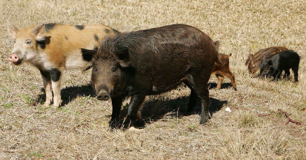 Group of feral hogs, adults and young, feeding in dry grass