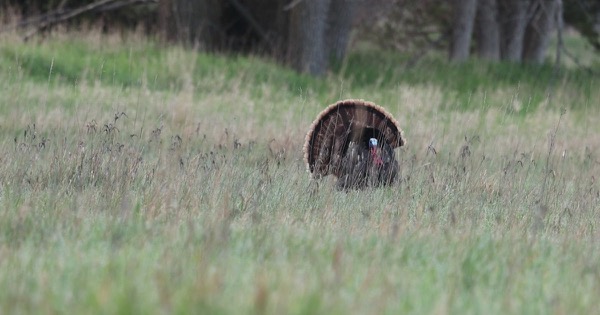A wild turkey gobbler in full strut with his tail fan spread, standing in tall grass at a South Dakota wildlife refuge