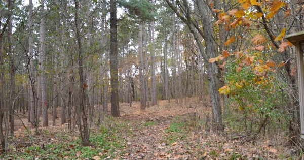 Pine and oak woodland with autumn leaves in the Kettle Moraine State Forest Southern Unit, Wisconsin